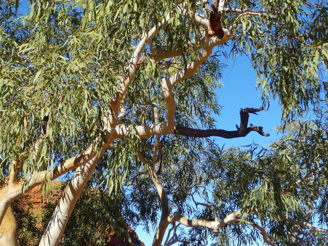 Kings Canyon 95